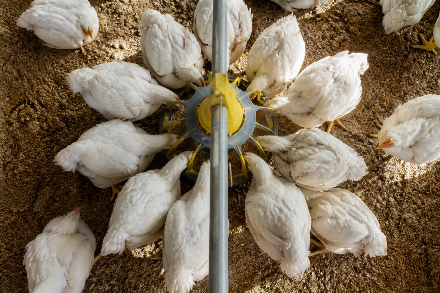 Broiler Farm Management App inspired poultry farm app preview